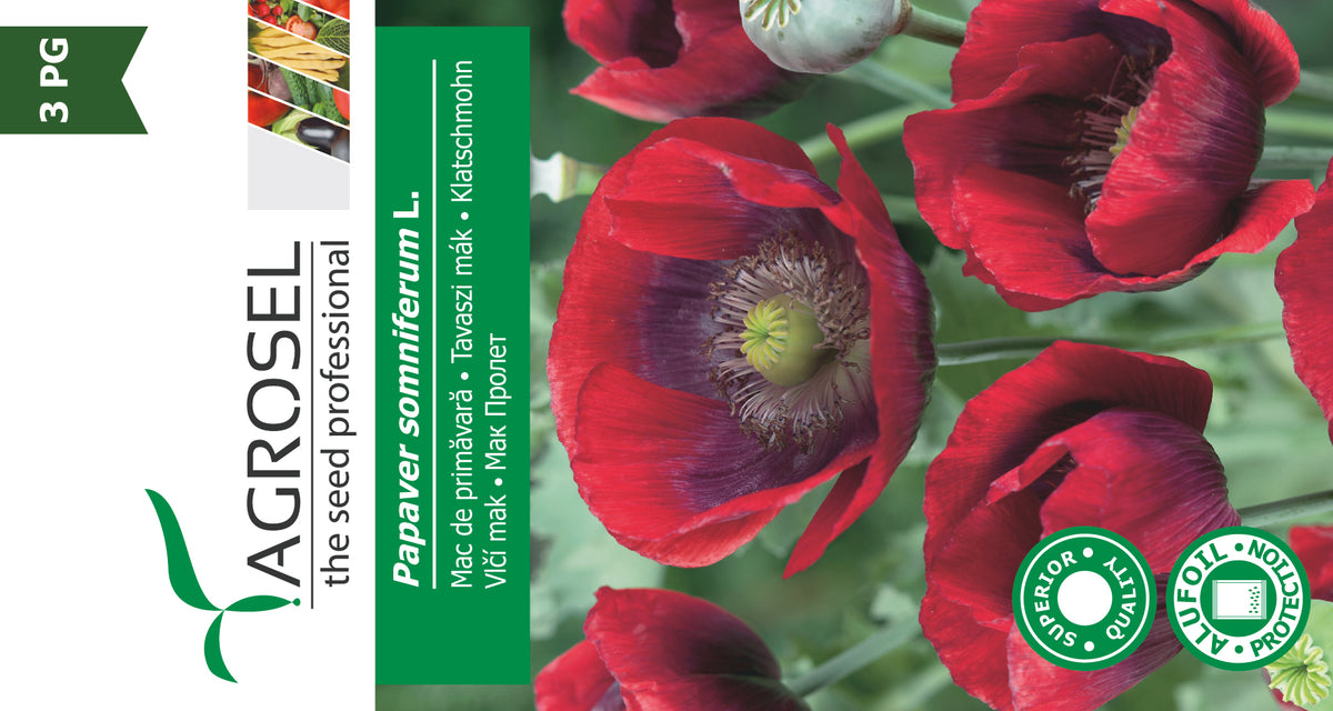 Rød Kæmpevalmue - Papaver Somniferum