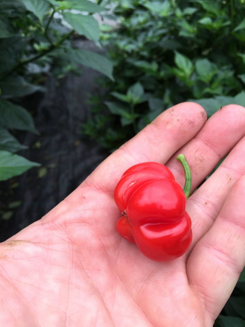 Macapá Red - 100 gram