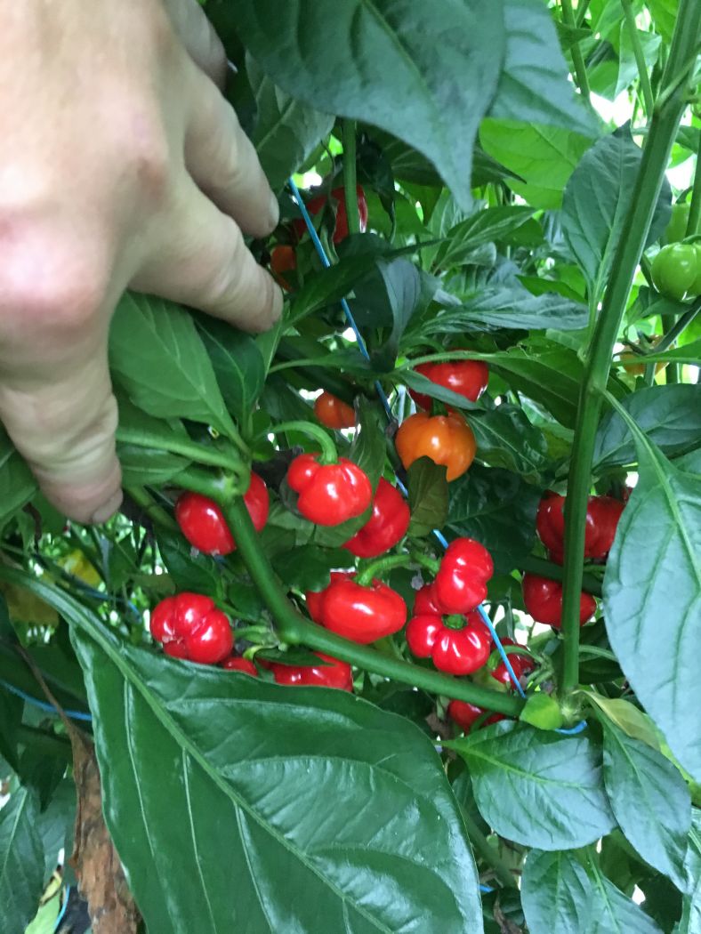 Macapá Red - 100 gram