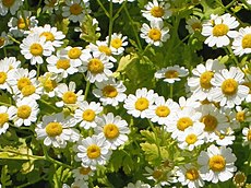 Matrem - Chrysanthemum parthenium