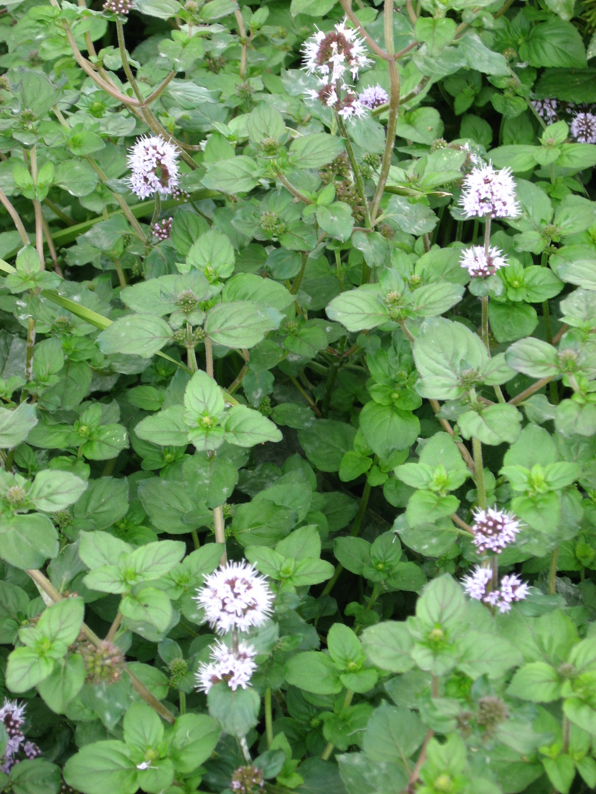 Vand mynte -Mentha aquatica