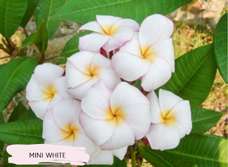 Plumeria - Mini White - PLANTE!