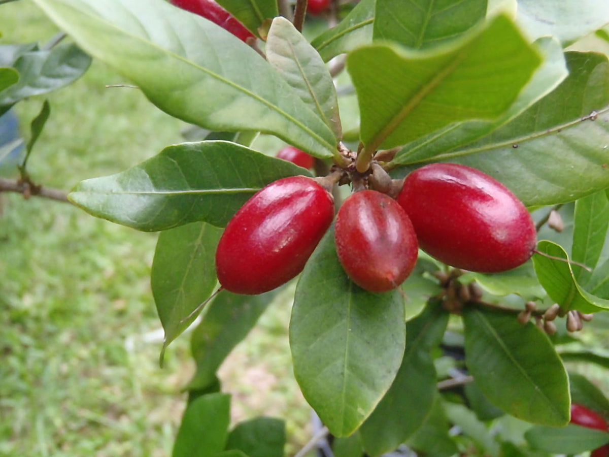 Mirakelbær - Synsepalum dulcificum