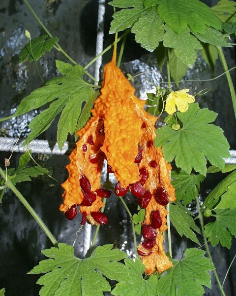 Bitter Melon - Momordica charantia
