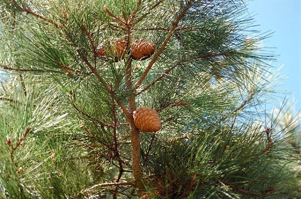 Monterey Fyr - Pinus radiata