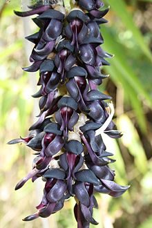 Fløjlsbønne - Mucuna pruriens