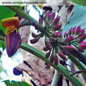 Blå Burma Banan - Musa Itinerans (Burmese Blue)