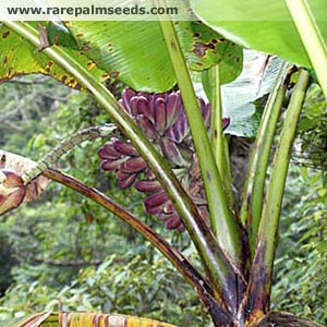 Musa Itinerans var. Formosana