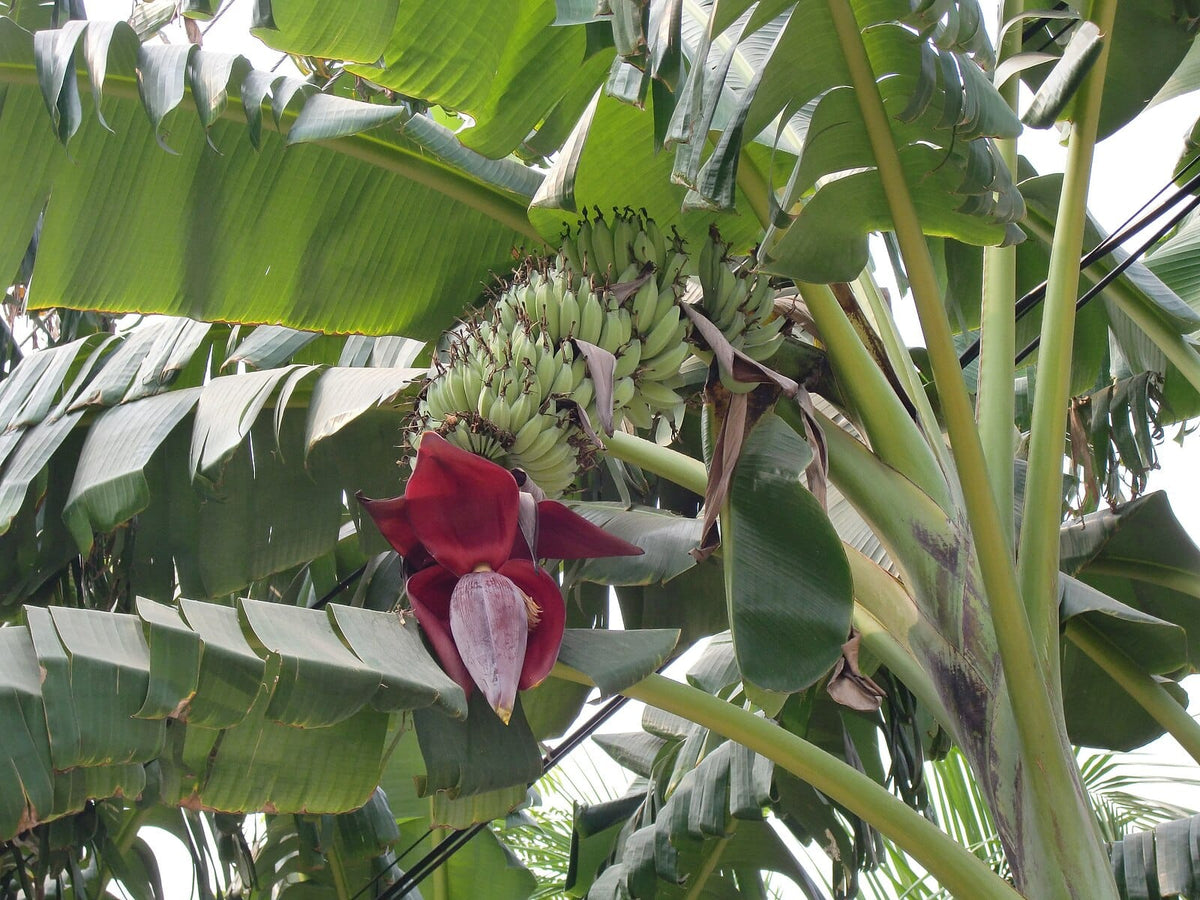Abefinger Banan - Musa acuminata subsp microcarpa