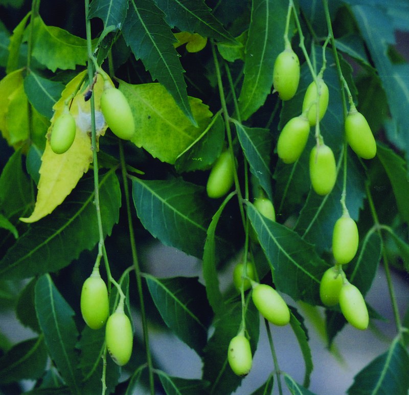 Neem Træ - Azadirachta Indica