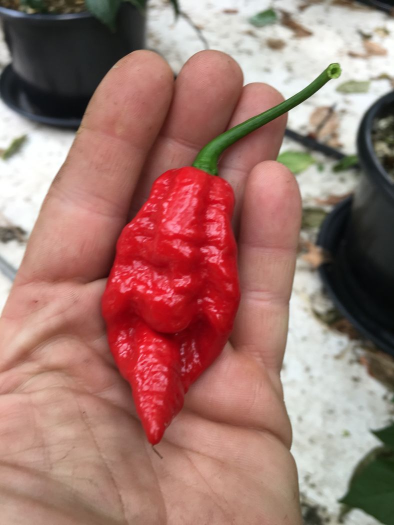 Naga Viper - C. chinense