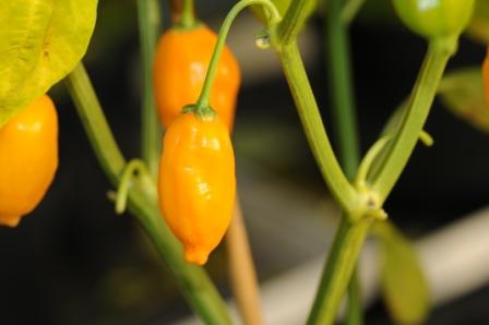 Naranja - C. chinense