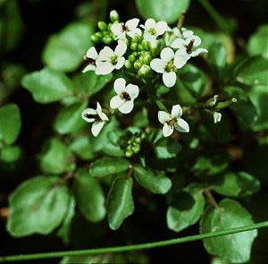 Brøndkarse - Nasturtium officinale
