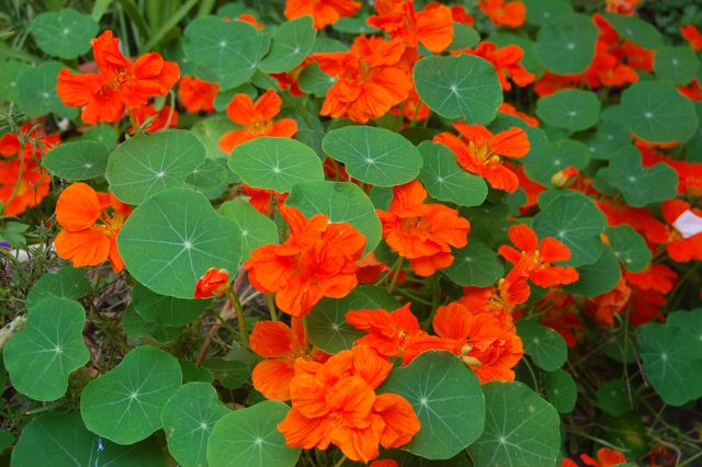 Blomsterkarse  -  Orange