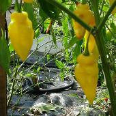 Habanero Neon Yellow - C. chinense
