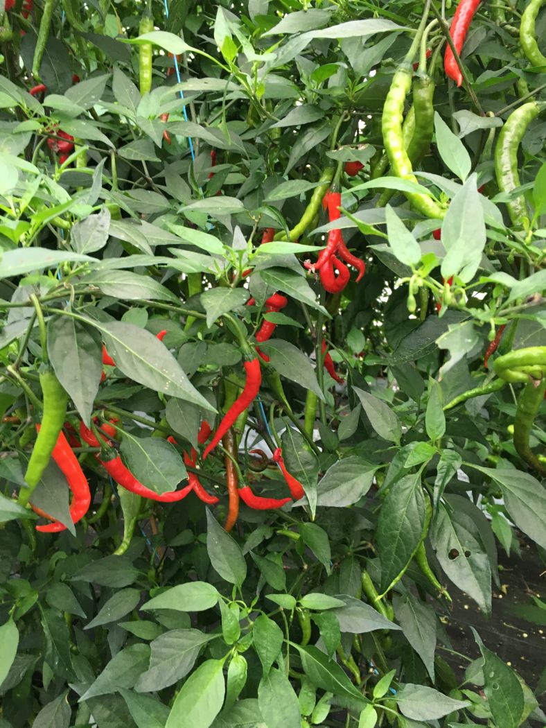 Nepal Snakebite - C. frutescens