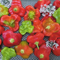 Nepalese Bell - B. baccatum