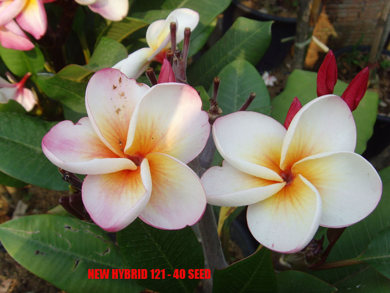 Plumeria -  New Hybrid 121