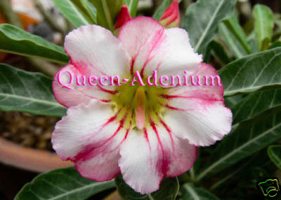 Ørkenrose - Adenium 'New Lily'