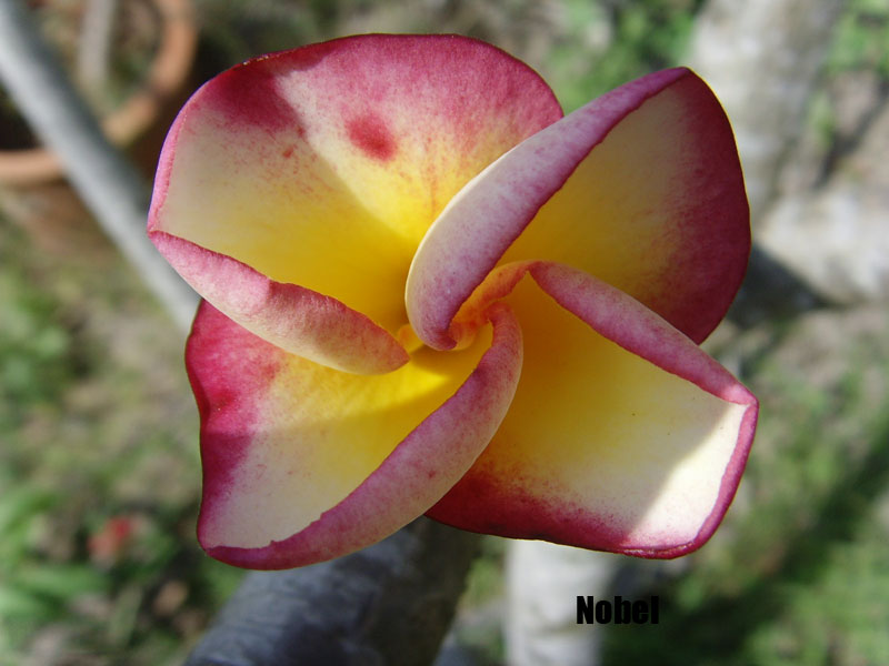 Plumeria - Nobel's