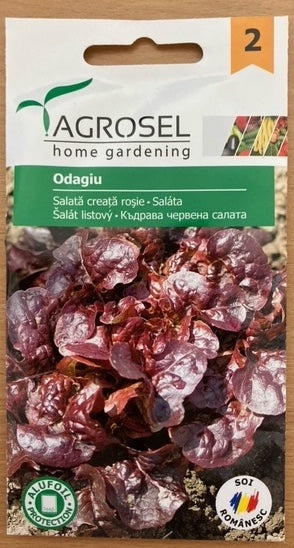 Salat - krussalat - Odagiu - PG2