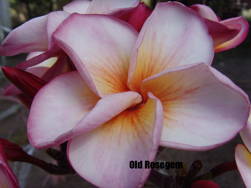 Plumeria - Old Rose Gem