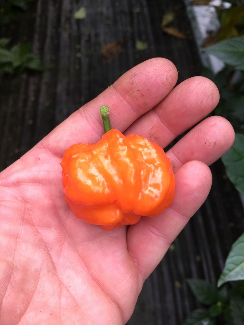 Orange Blob - C. chinense