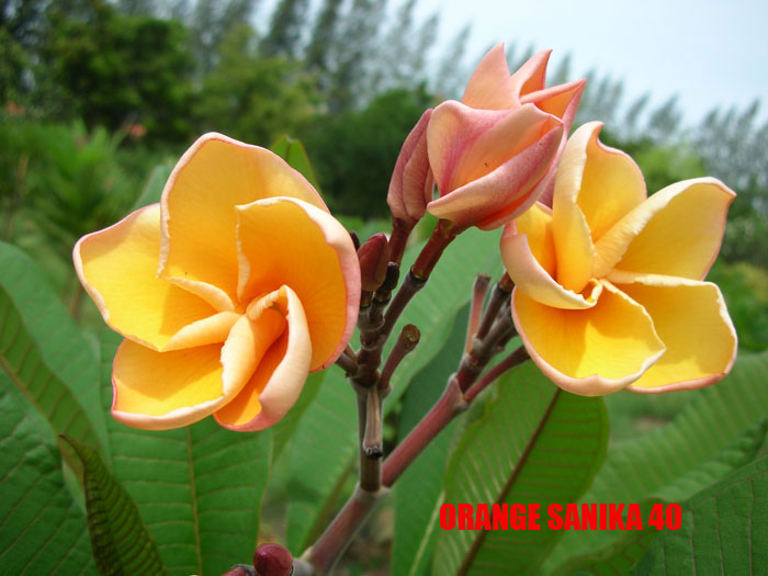 Plumeria -  Orange Sanika