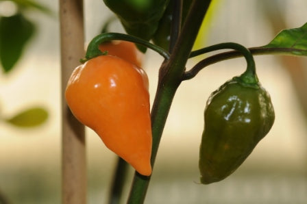 Orange Lantern - C. chinense