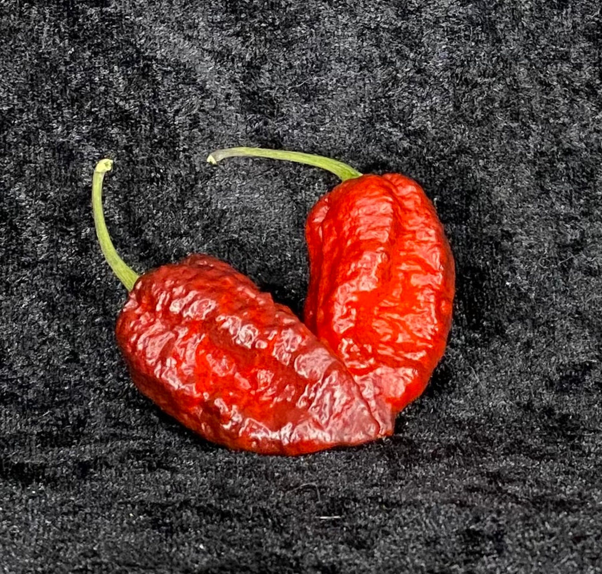 Orion - C. chinense