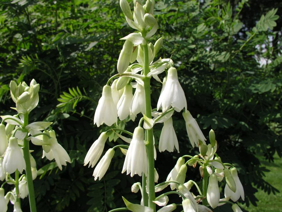Fuglemælk - Ornithogalum Candicans