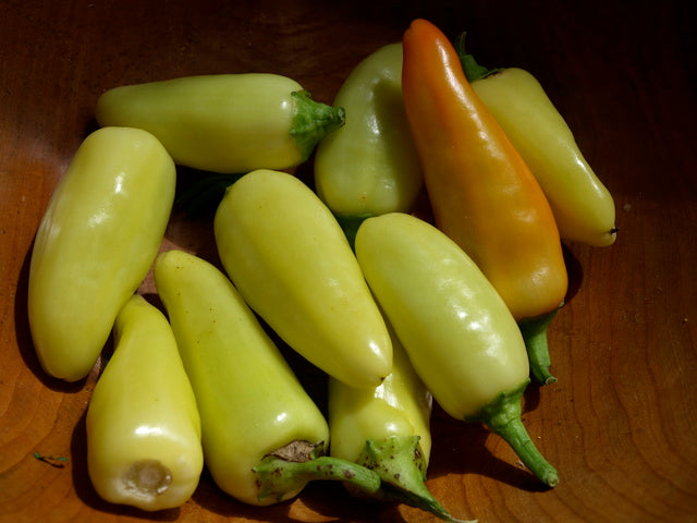 Wenk's Yellow Hot - Chilli