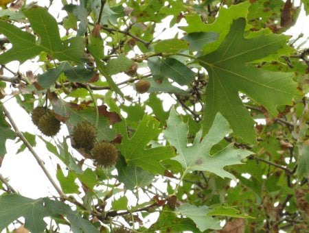 Almindelig platan - Platanus acerifolia