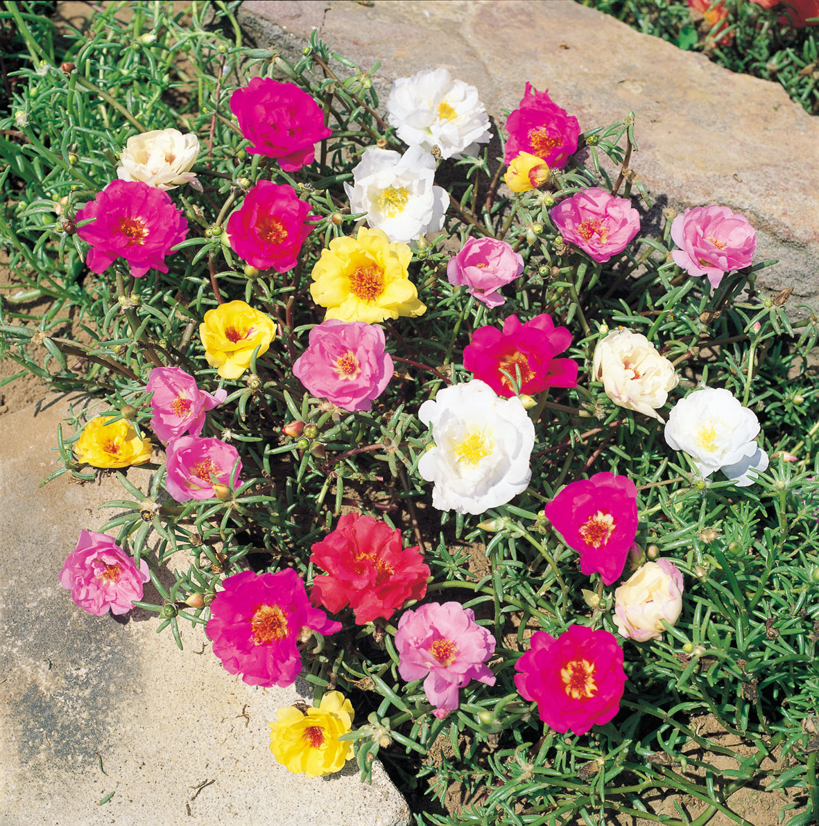 Solportulak - Portulaca Grandiflora