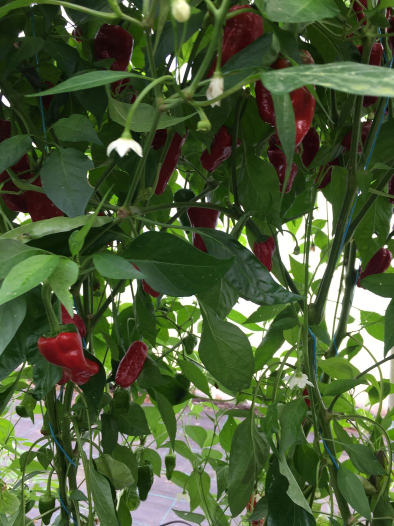 Pimientos de Padron - C. annuum - Plante