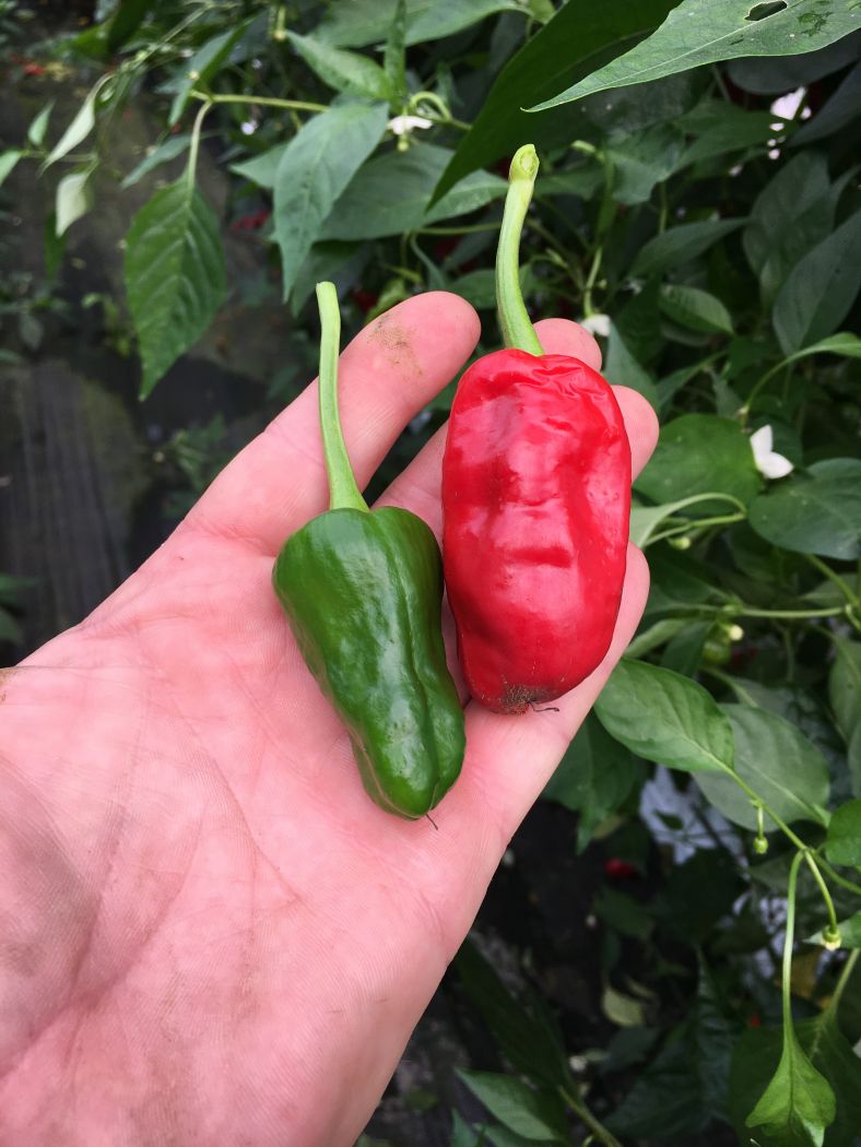 Pimiento de Padron - C. annuum