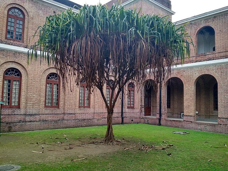 Himalaya Screw Pine - Pandanus furcatus