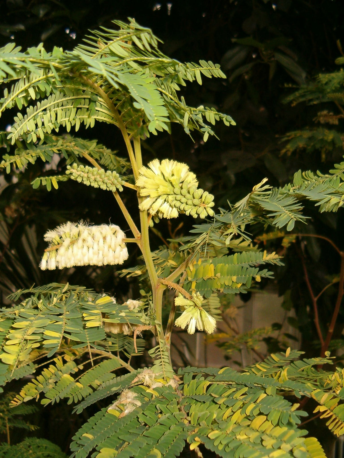 Crest Wattle - Albizia (Paraserianthes) lophantha
