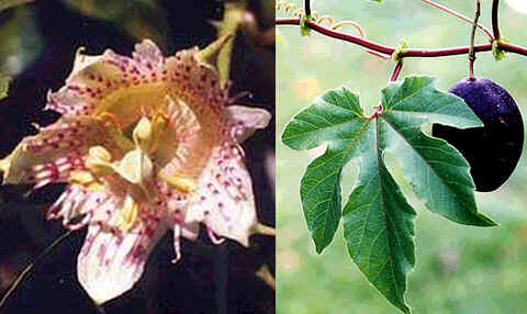 Passiflora Adenopoda