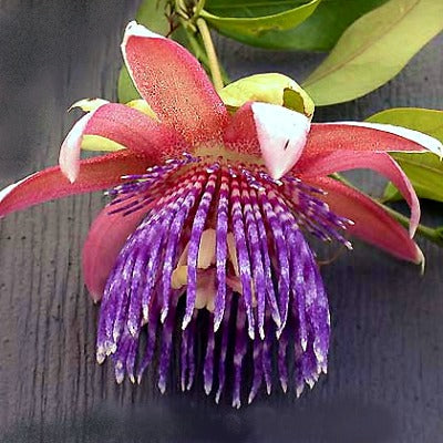 Passiflora ambigua