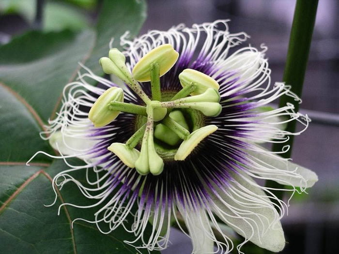 Passiflora Edulis - Panama Gold