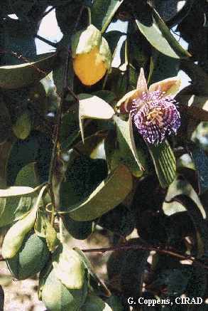 Passiflora laurifolia