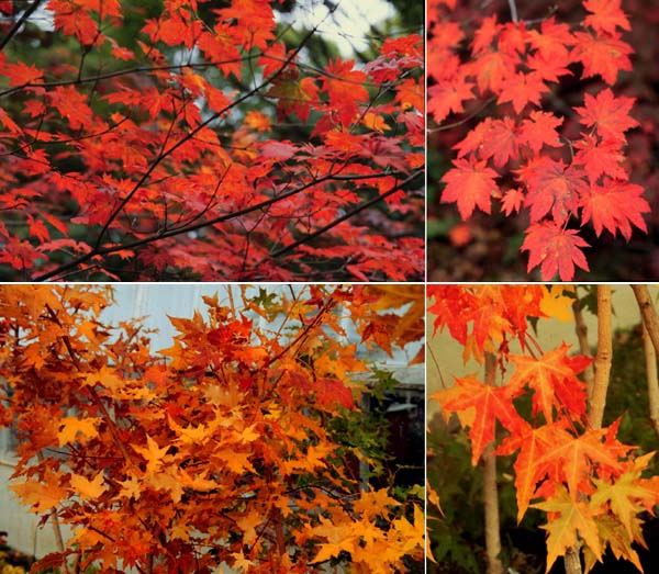 Shantung Løn - Acer Truncatum