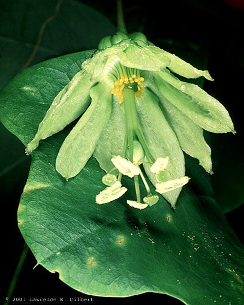 Passiflora penduliflora - plante