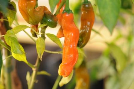 Peter Penis Pepper  Orange - C. annuum - Planter