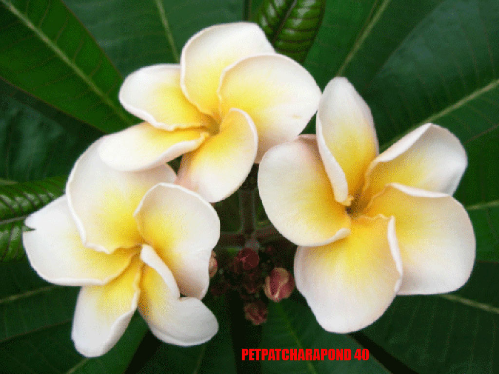 Plumeria -  Petpatcharipond
