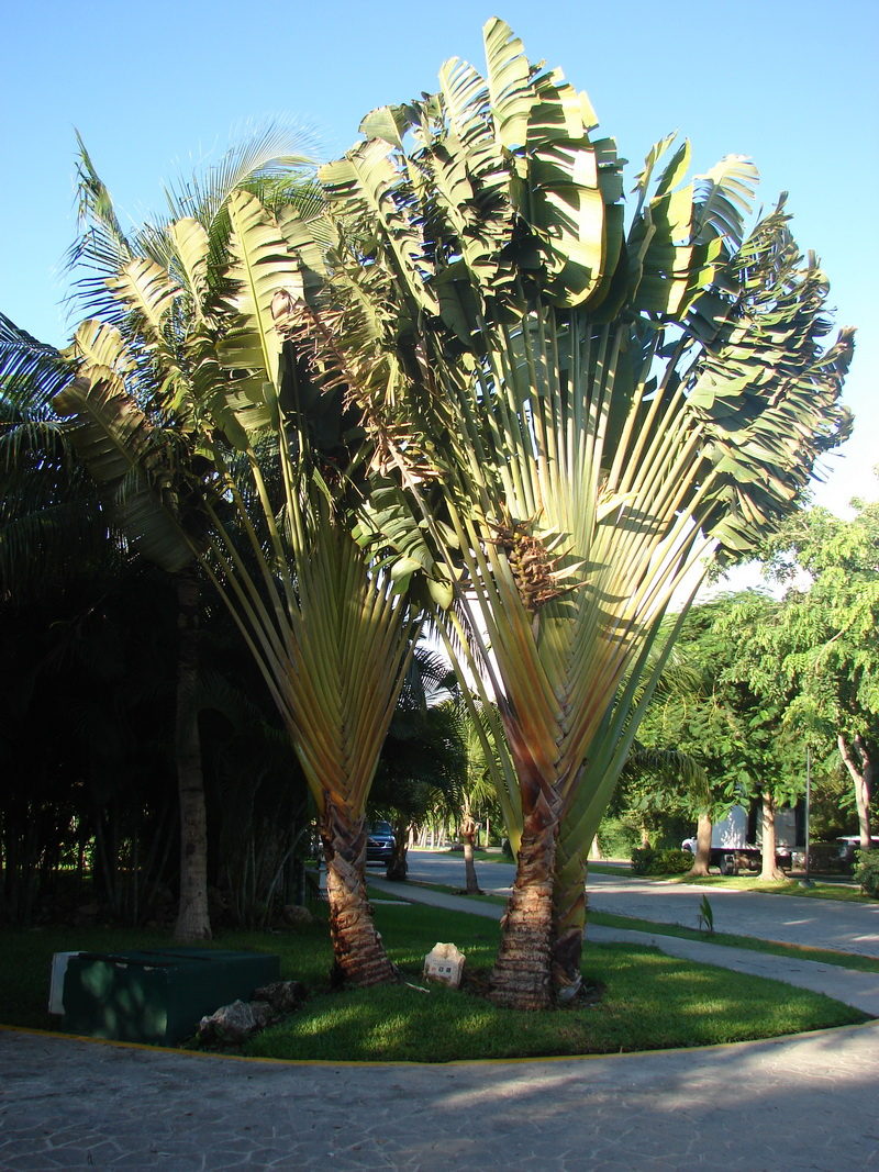 Phenakospermum guyannense