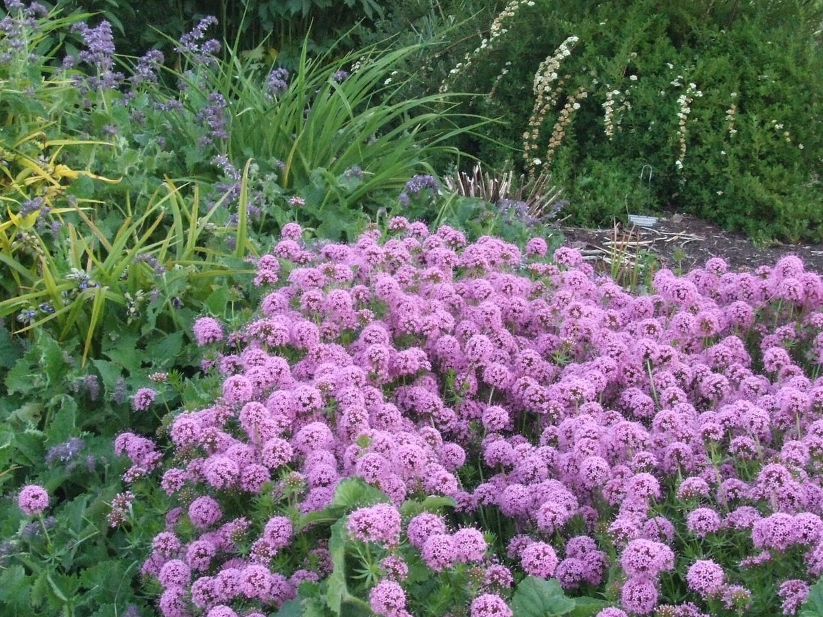 Rosenskovmærke - Phuopsis stylosa