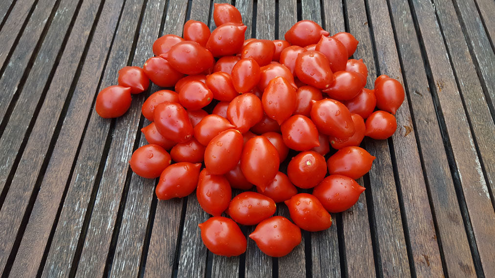 Pomodoro Piennolo del Vesuvio - Italia