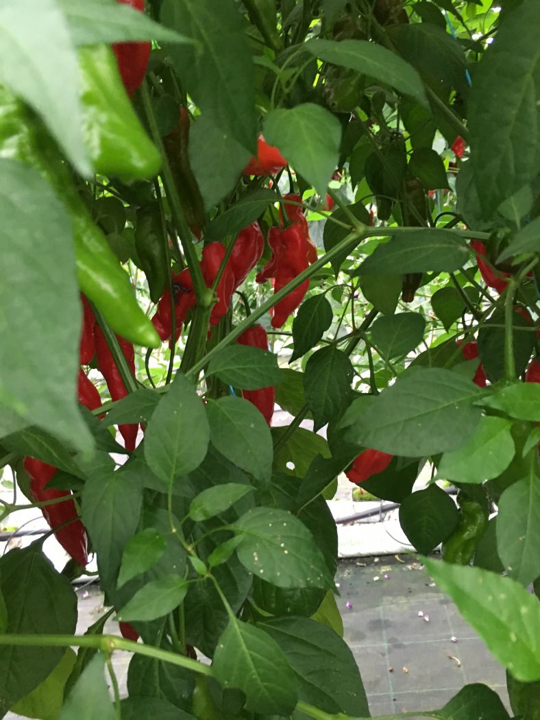 Piment Curry - C. baccatum
